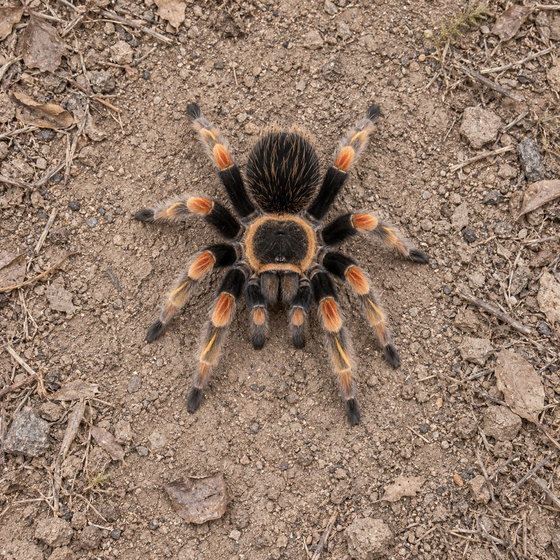 Mexican orange beauty tarantula