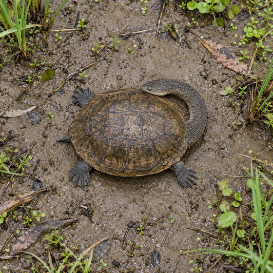 North Australian snake-necked turtle