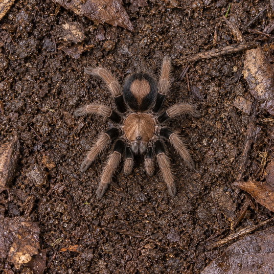 giant dwarf tarantula