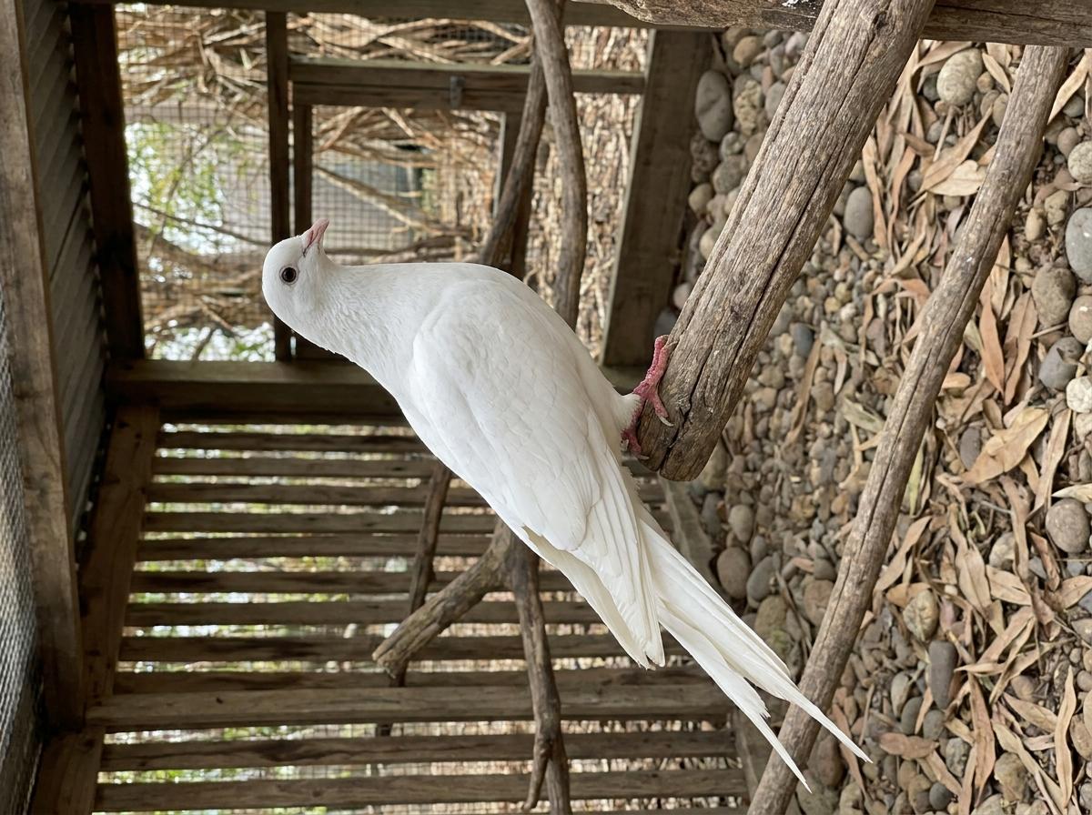 Fork-Tailed