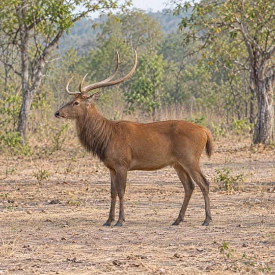 brow-antlered deer