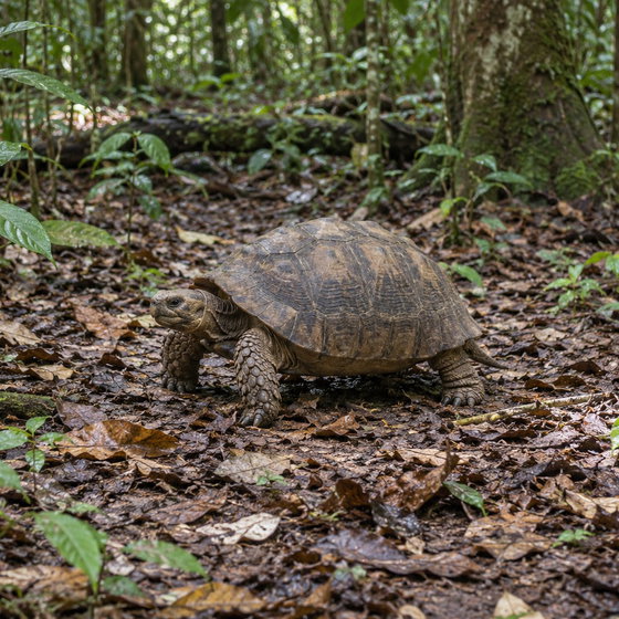brown tortoise