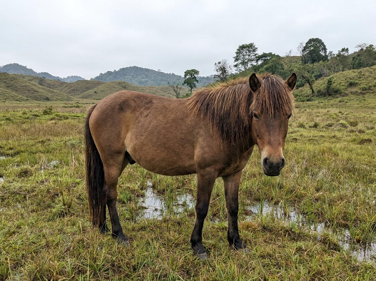 Manipuri Pony