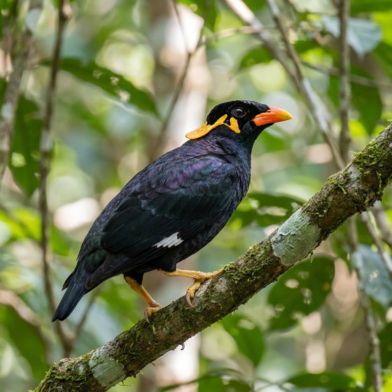 common hill myna