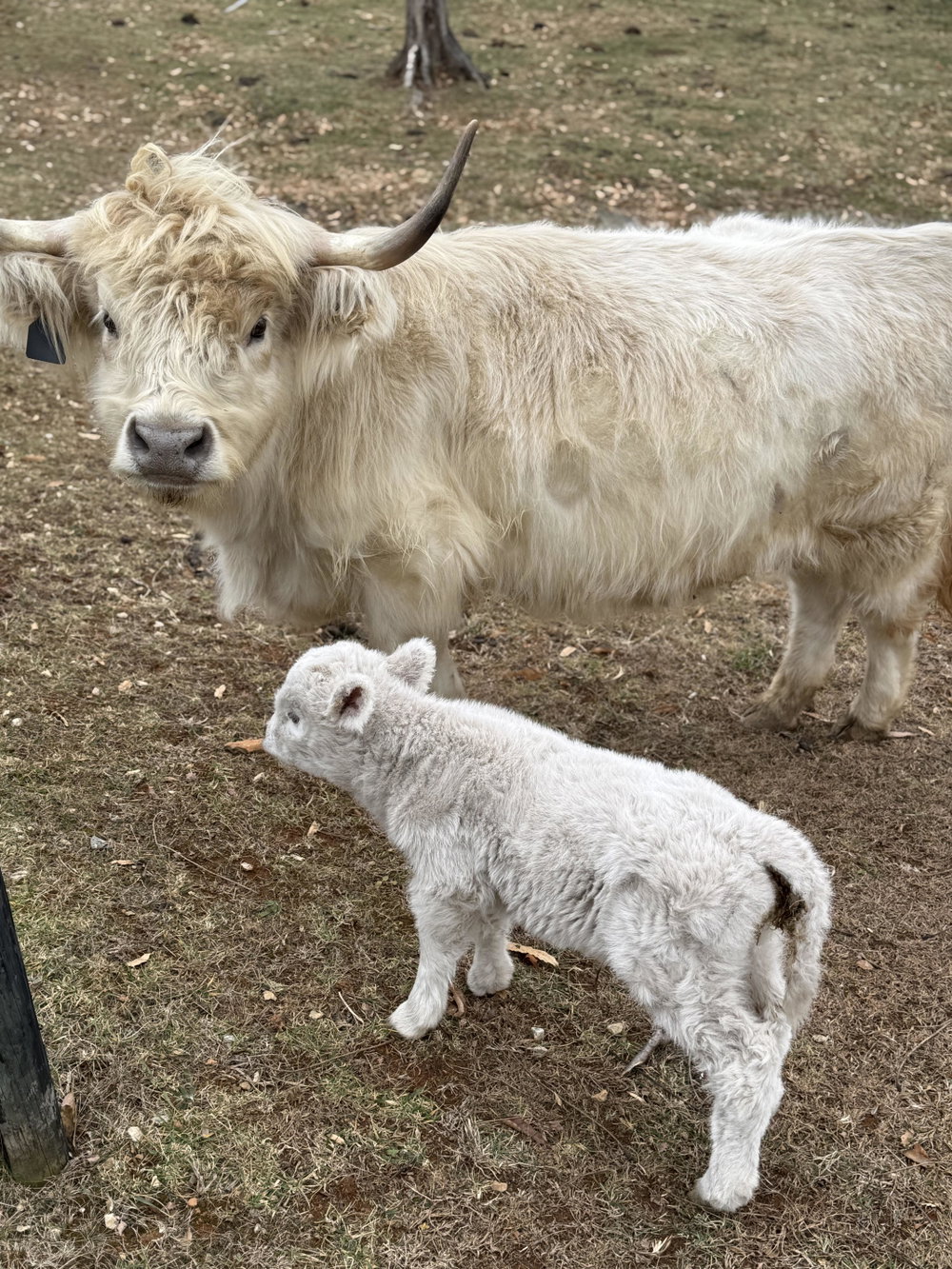 Cattle Boarding, photo 5